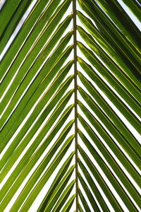 Full frame shot of palm tree leaves
