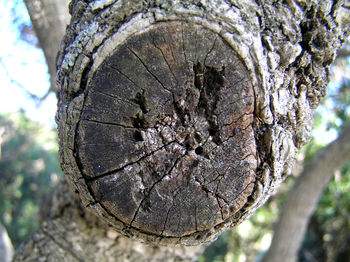 Close-up of tree trunk