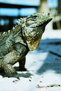 Close-up of lizard