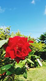 Close-up of red flowers blooming against sky