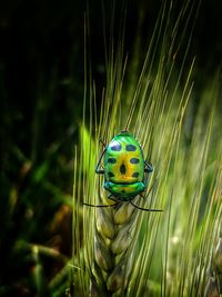 Close-up of insect on grass