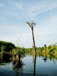 Plants by lake against sky