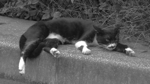 Cat resting on floor