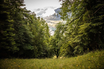 Trees in forest against sky