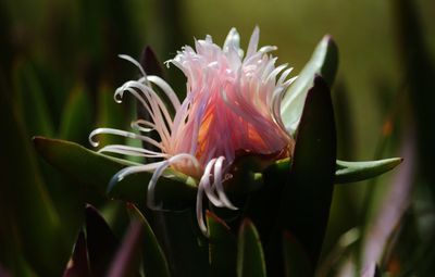 Close-up of pink flower