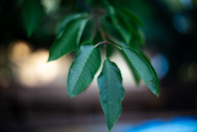 Close-up of fresh green plant