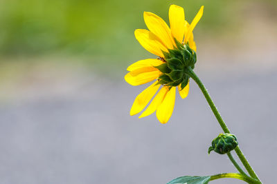 Close-up of yellow flower blooming outdoors