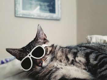 Portrait of cat yawning at home