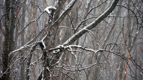 Bare trees in forest during winter