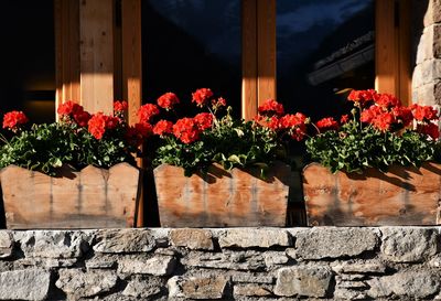 Red geranium in wood pots on a stone wall, cogne, aosta