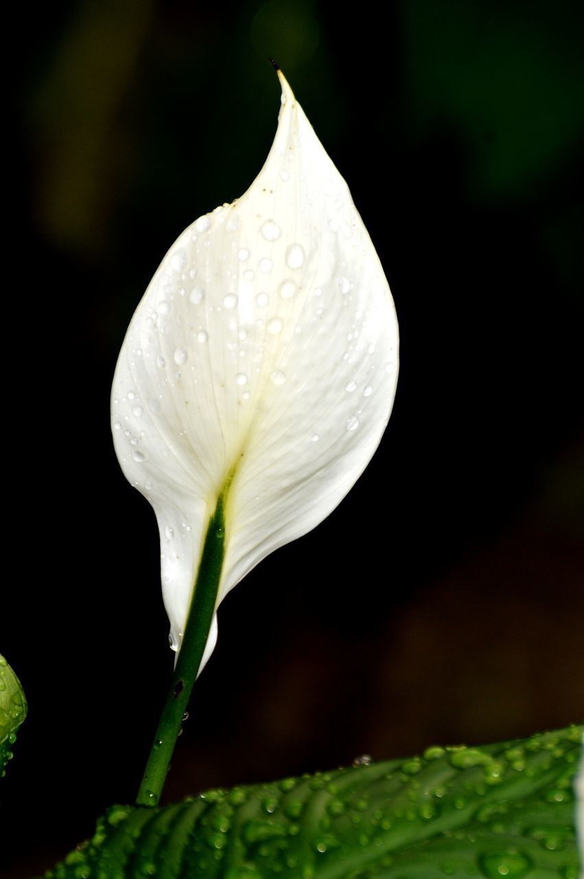 CLOSE-UP OF RAINDROPS ON WHITE ROSE