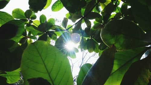 Low angle view of leaves