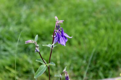 Close-up of purple flower on field