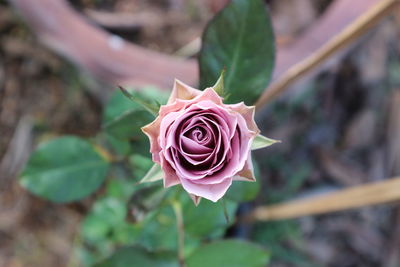 Close-up of pink rose