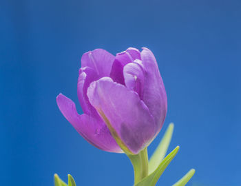 Close-up of pink flower against blue sky