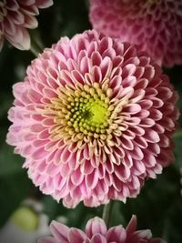 Close-up of pink flower