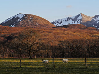 View of sheep on field against sky