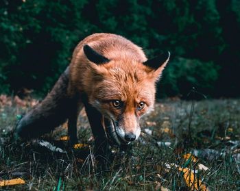 Close-up of fox on land