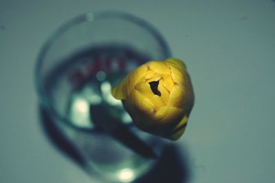 Close-up of flowers over white background