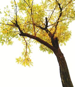 Low angle view of tree against sky