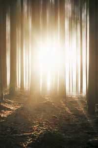 Sunlight streaming through trees in forest during foggy weather