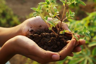 Close-up of hand holding plant