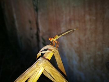 Close-up of dragonfly on wood