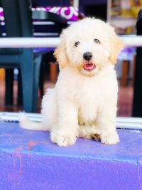 Dog looking away while sitting on retaining wall