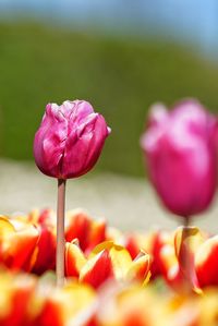 Close-up of pink tulips