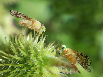 Close-up of insect on plant