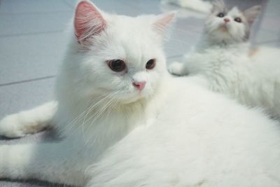 Close-up portrait of a cat