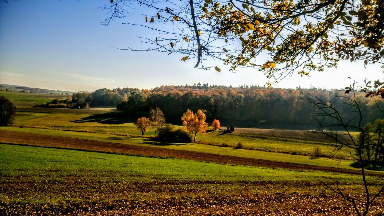 tree, landscape, plant, environment, sky, field, land, tranquility, beauty in nature, tranquil scene, scenics - nature, growth, rural scene, nature, no people, day, agriculture, sunlight, outdoors, non-urban scene