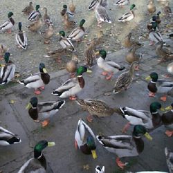Flock of birds on tree
