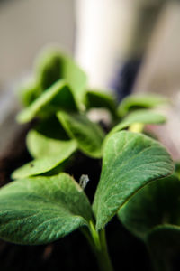 Close-up of plant