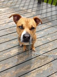 High angle portrait of dog on wood