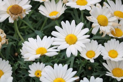 Close-up of white daisy flowers