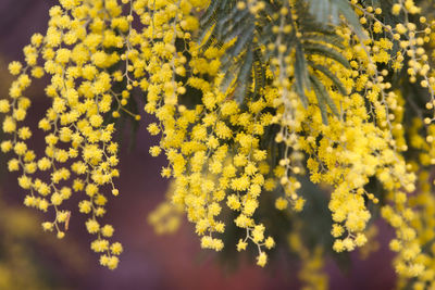 Close-up of yellow flowering plant