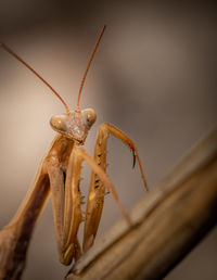 Close-up of insect on wood