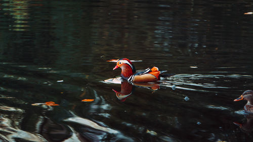 Bird swimming in lake