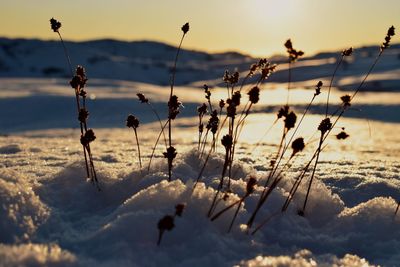 Plants against sky during sunset