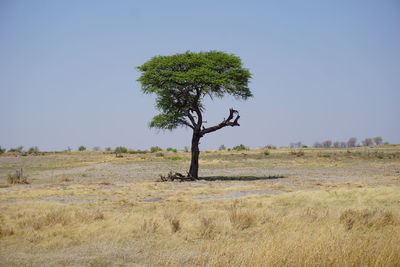 Tree on field against clear sky