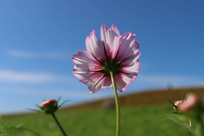 Close-up of pink flowering plant against sky