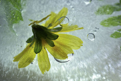 Close-up of raindrops on plant