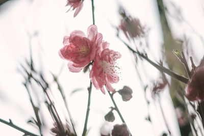 Close-up of pink flowers blooming outdoors