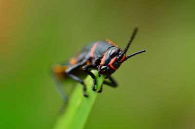 Close-up of insect on leaf