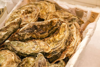 High angle view of dead fish