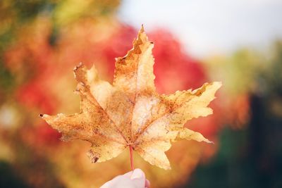 Close-up of maple leaves