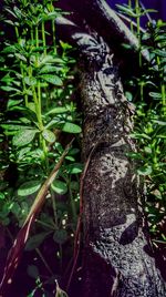 Close-up of moss growing on tree trunk