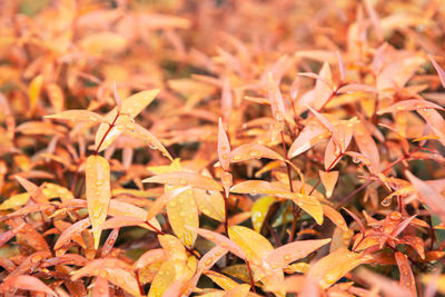 Full frame shot of autumnal leaves on field