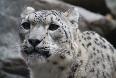 Close-up of a snow leopard